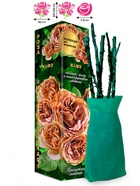 Саженец Роза Кафэ Флорибунда, 1 шт. Весна 2026  (артикул 10920905)  большой выбор товаров оптом и в розницу по низким ценам с доставкой