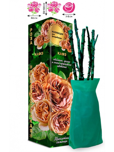 Саженец Роза Кафэ Флорибунда, 1 шт. Весна 2026