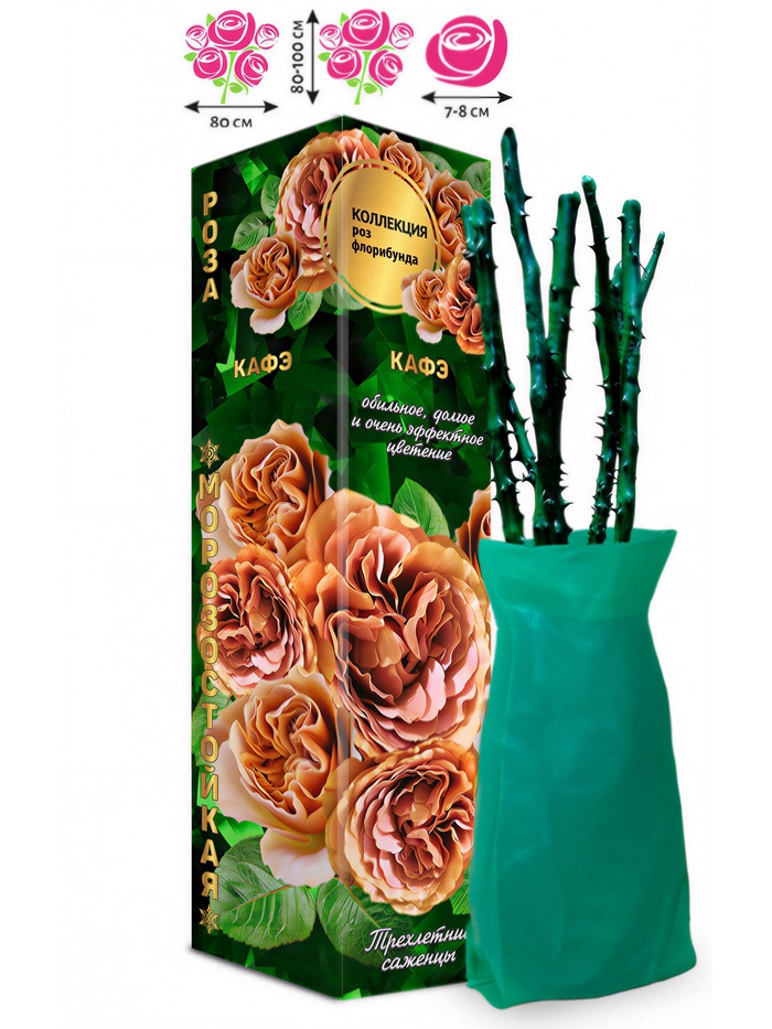 Саженец Роза Кафэ Флорибунда, 1 шт. Весна 2026 - Фото 1