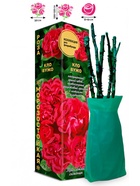 Саженец Роза Кло Вужо Флорибунда, 1 шт. Весна 2026  (артикул 10920906)  большой выбор товаров оптом и в розницу по низким ценам с доставкой