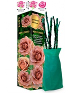 Саженец Роза Коко Локо Флорибунда, 1 шт. Весна 2026  (артикул 10920907)  большой выбор товаров оптом и в розницу по низким ценам с доставкой