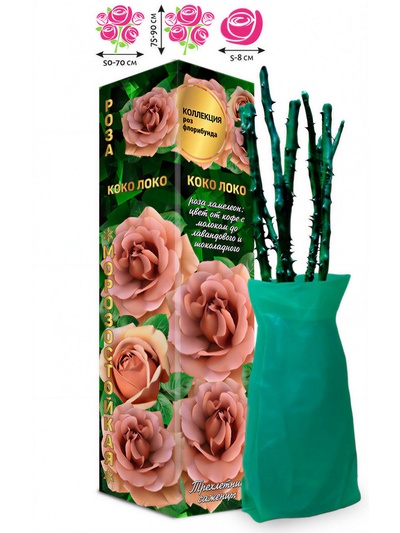 Саженец Роза Коко Локо Флорибунда, 1 шт. Весна 2026