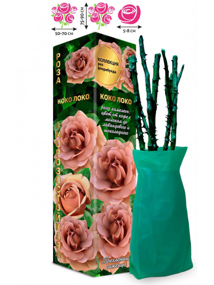 Саженец Роза Коко Локо Флорибунда, 1 шт. Весна 2026 - Фото 1