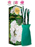 Саженец Роза Крем Шантильи Флорибунда, 1 шт. Весна 2026  (артикул 10920909)  большой выбор товаров оптом и в розницу по низким ценам с доставкой