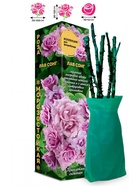 Саженец Роза Лав Сонг Флорибунда, 1 шт. Весна 2026  (артикул 10920911)  большой выбор товаров оптом и в розницу по низким ценам с доставкой