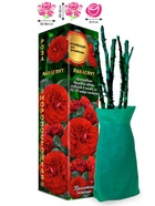 Саженец Роза Лаваглут Флорибунда, 1 шт. Весна 2026  (артикул 10920912)  большой выбор товаров оптом и в розницу по низким ценам с доставкой