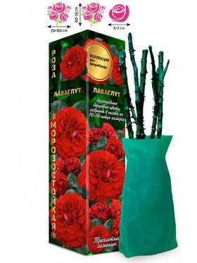 Саженец Роза флорибунда «Лаваглут», 1 шт., Весна 2026