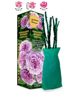 Саженец Роза Лавандер Фловер Циркус Флорибунда, 1 шт. Весна 2026  (артикул 10920913)  большой выбор товаров оптом и в розницу по низким ценам с доставкой