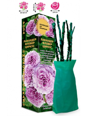 Саженец Роза флорибунда «Лавандер Фловер Циркус», 1 шт., Весна 2026