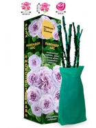 Саженец Роза Лавендер Айс Флорибунда, 1 шт. Весна 2026  (артикул 10920914)  большой выбор товаров оптом и в розницу по низким ценам с доставкой