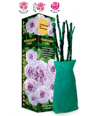 Саженец Роза флорибунда «Лавендер Айс», 1 шт., Весна 2026