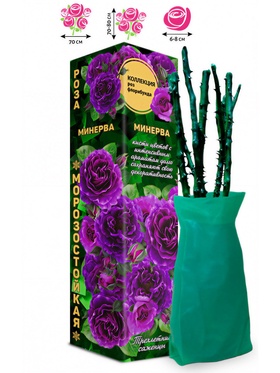 Саженец Роза флорибунда «Минерва», 1 шт., Весна 2026