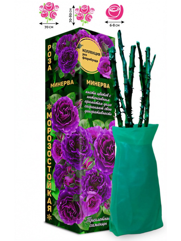 Саженец Роза Минерва Флорибунда, 1 шт. Весна 2026 - Фото 1