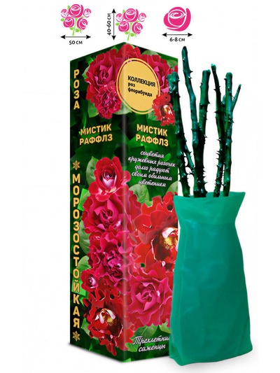 Саженец Роза Мистик Раффлз Флорибунда, 1 шт. Весна 2026