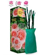 Саженец Роза Мэрхензаубер Флорибунда, 1 шт. Весна 2026  (артикул 10920923)  большой выбор товаров оптом и в розницу по низким ценам с доставкой