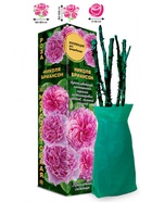 Саженец Роза Николя Бриансон Флорибунда, 1 шт. Весна 2026  (артикул 10920924)  большой выбор товаров оптом и в розницу по низким ценам с доставкой