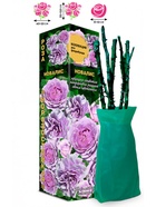 Саженец Роза Новалис Флорибунда, 1 шт. Весна 2026  (артикул 10920925)  большой выбор товаров оптом и в розницу по низким ценам с доставкой