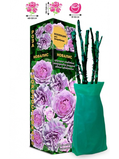 Саженец Роза Новалис Флорибунда, 1 шт. Весна 2026