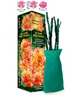 Саженец Роза Оранж энд Лемон Флорибунда, 1 шт. Весна 2026  (артикул 10920926)  большой выбор товаров оптом и в розницу по низким ценам с доставкой