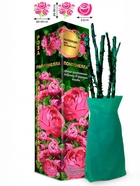 Саженец Роза Помпонелла Флорибунда, 1 шт. Весна 2026  (артикул 10920929)  большой выбор товаров оптом и в розницу по низким ценам с доставкой