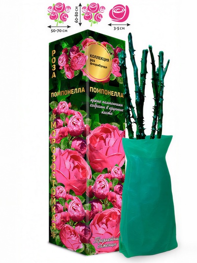 Саженец Роза Помпонелла Флорибунда, 1 шт. Весна 2026