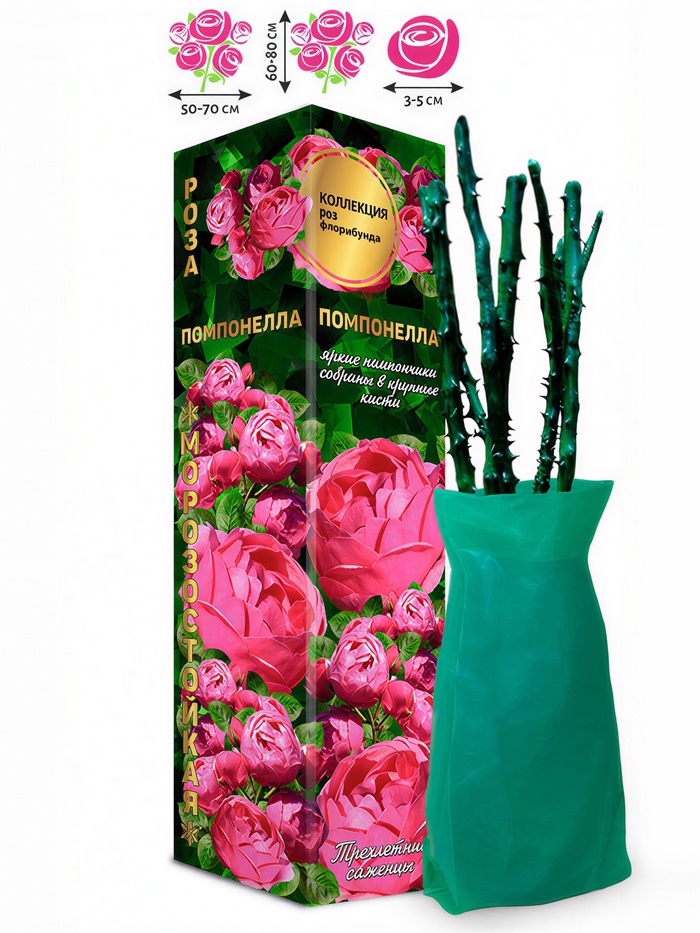 Саженец Роза Помпонелла Флорибунда, 1 шт. Весна 2026 - Фото 1