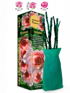 Саженец Роза Поэзия Грандифлора, 1 шт. Весна 2026  (артикул 10920931)  большой выбор товаров оптом и в розницу по низким ценам с доставкой