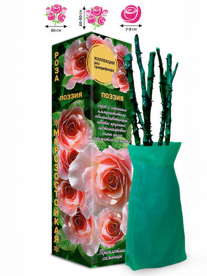 Саженец Роза грандифлора «Поэзия», 1 шт., Весна 2026 - Фото 1