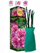 Саженец Роза Пурпурный Тигр Флорибунда, 1 шт. Весна 2026  (артикул 10920932)  большой выбор товаров оптом и в розницу по низким ценам с доставкой