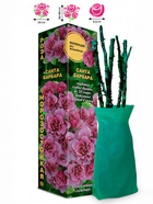 Саженец Роза Санта Барбара Флорибунда, 1 шт. Весна 2026  (артикул 10920937)  большой выбор товаров оптом и в розницу по низким ценам с доставкой