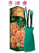 Саженец Роза Свит Дрим Патио, 1 шт. Весна 2026  (артикул 10920938)  большой выбор товаров оптом и в розницу по низким ценам с доставкой