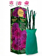 Саженец Роза Твайлайт Зоун Грандифлора, 1 шт. Весна 2026  (артикул 10920943)  большой выбор товаров оптом и в розницу по низким ценам с доставкой