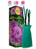 Саженец Роза Терра Лимбургия Флорибунда, 1 шт. Весна 2026  (артикул 10920945)  большой выбор товаров оптом и в розницу по низким ценам с доставкой