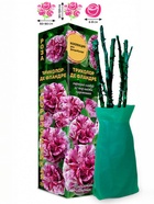 Саженец Роза Триколор де Фландре Флорибунда, 1 шт. Весна 2026  (артикул 10920946)  большой выбор товаров оптом и в розницу по низким ценам с доставкой