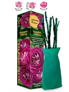 Саженец Роза Хаддерсфилд Флорибунда, 1 шт. Весна 2026  (артикул 10920948)  большой выбор товаров оптом и в розницу по низким ценам с доставкой