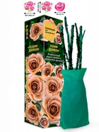 Саженец Роза Хани Дижон Грандифлора, 1 шт. Весна 2026  (артикул 10920951)  большой выбор товаров оптом и в розницу по низким ценам с доставкой