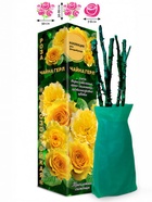 Саженец Роза Чайна Герл Флорибунда, 1 шт. Весна 2026  (артикул 10920952)  большой выбор товаров оптом и в розницу по низким ценам с доставкой