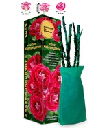 Саженец Роза Шоне Кобленцерин Флорибунда, 1 шт. Весна 2026  (артикул 10920953)  большой выбор товаров оптом и в розницу по низким ценам с доставкой