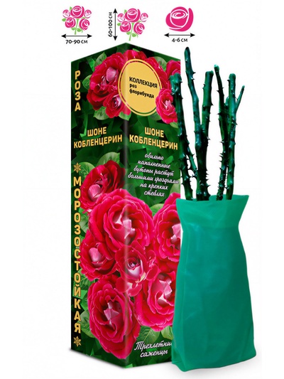 Саженец Роза Шоне Кобленцерин Флорибунда, 1 шт. Весна 2026