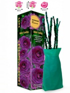 Саженец Роза Эбб Тайд Флорибунда, 1 шт. Весна 2026  (артикул 10920954)  большой выбор товаров оптом и в розницу по низким ценам с доставкой