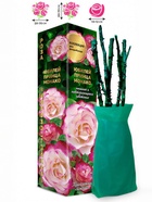 Саженец Роза Юбилей принца Монако Флорибунда, 1 шт. Весна 2026  (артикул 10920955)  большой выбор товаров оптом и в розницу по низким ценам с доставкой