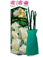 Саженец Роза Аваланж Чайно-гибридная 1 шт. Весна 2026  (артикул 10920956)  большой выбор товаров оптом и в розницу по низким ценам с доставкой