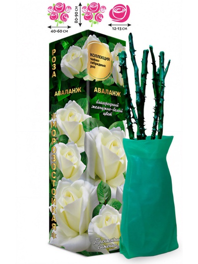 Саженец Роза чайно-гибридная «Аваланж», 1 шт., Весна 2026