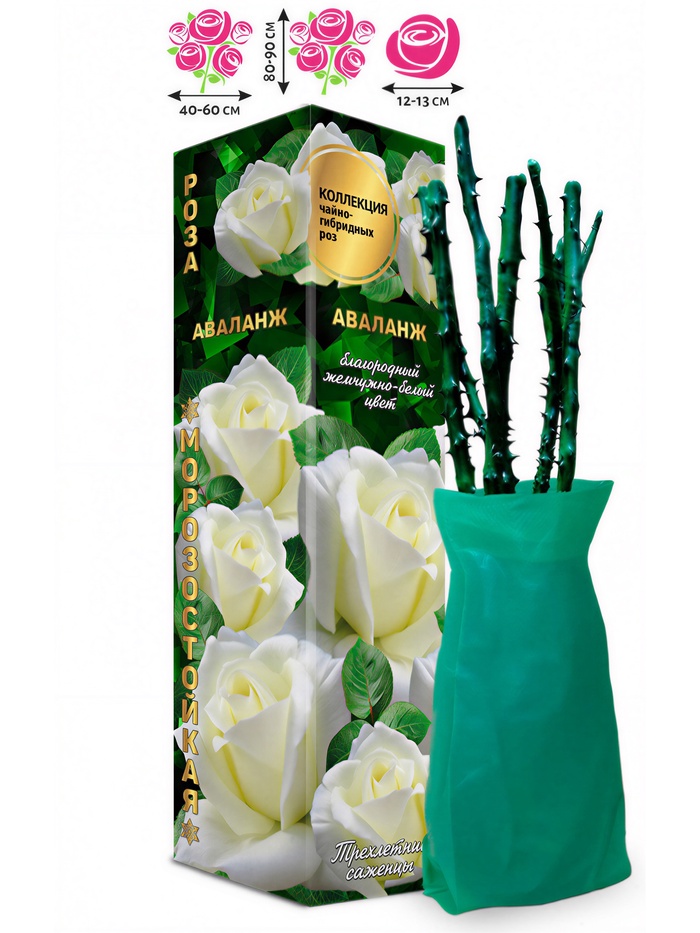 Саженец Роза чайно-гибридная «Аваланж», 1 шт., Весна 2026 - Фото 1