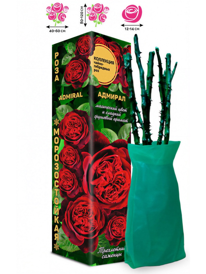Саженец Роза Адмирал Чайно-гибридная 1 шт. Весна 2026 - Фото 1