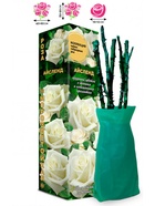 Саженец Роза Айсленд Чайно-гибридная 1 шт. Весна 2026  (артикул 10920958)  большой выбор товаров оптом и в розницу по низким ценам с доставкой