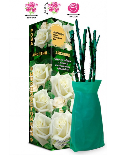 Саженец Роза чайно-гибридная «Айсленд», 1 шт., Весна 2026