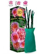 Саженец Роза Айсфогель Чайно-гибридная 1 шт. Весна 2026  (артикул 10920959)  большой выбор товаров оптом и в розницу по низким ценам с доставкой