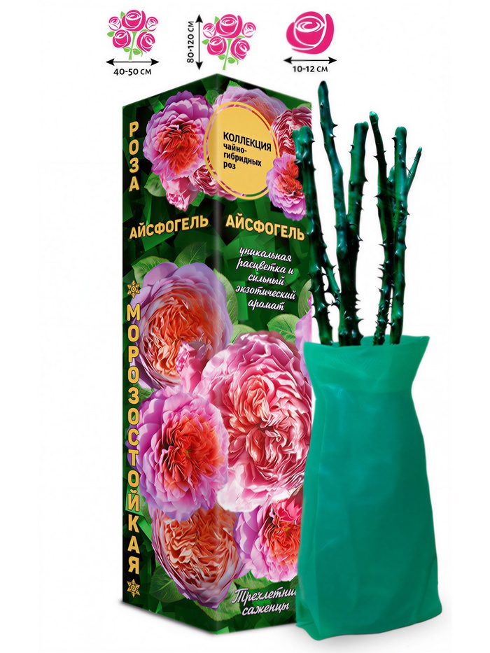 Саженец Роза чайно-гибридная «Айсфогель», 1 шт., Весна 2026 - Фото 1