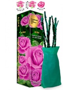 Саженец Роза Аква Чайно-гибридная 1 шт. Весна 2026  (артикул 10920961)  большой выбор товаров оптом и в розницу по низким ценам с доставкой